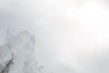 Frozen trees at the top of a mountain top, in the Rocky Mountains.