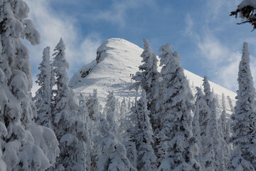 Frozen trees at the top of a mountain top, in the Rocky Mountains.