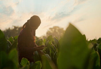 Tobacco woman. Agriculture concept. Farmer woman with mobile phone in green corn field. Modern...