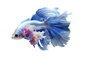 Fototapeta premium Siamese_fish_with_flower_tail_and_fins_closeup