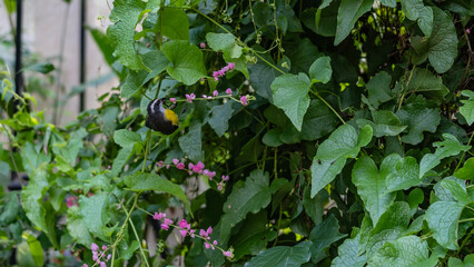 Obraz premium A small tropical bird coereba flaveola bananaquit is sitting on a stem, drinking nectar from a pink flower. Bright black-white - yellow plumage. The background is green foliage. Brazil.