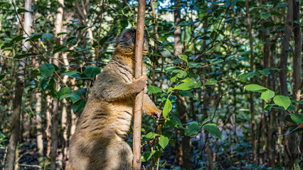 The Common brown lemur is sitting on a tree, holding on with its paws, peeking out from behind the trunk. Fluffy fur, shiny eyes. The background is tropical foliage. Madagascar. Vakona Forest Reserve
