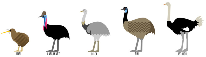 走る鳥5種のベクターイラスト