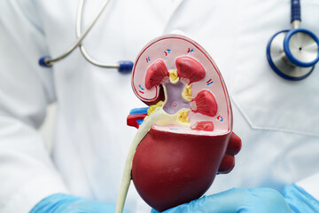 Chronic kidney disease, doctor with model for treatment urinary system, urology, Estimated...