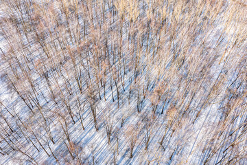 winter forest scenery. bare trees with long shadows on the snow on a sunny winter day. aerial overhead view.