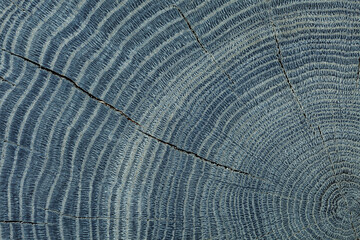 Texture Cross Cut Of Bog Oak.