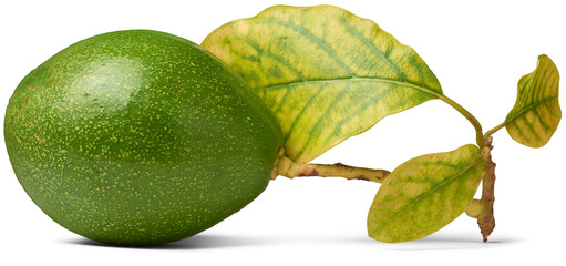 dark green skin avocado with leaves, aka alligator pear or butter fruit, nutritious fresh fruits...