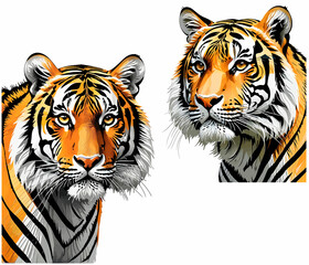 tiger on white background vector image