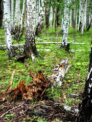 the trunk of a fallen old ruined tree in the forest among the green grass