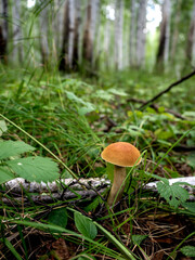 edible boletus mushroom in the forest among fallen leaves and grass