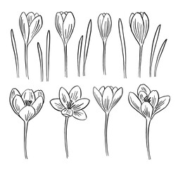 Hand drawn crocus flowers and leaves