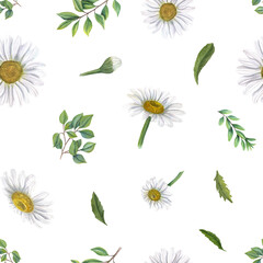 Seamless pattern with white daisies and green leaves. Meadow flowers, plants. Spring or summer ornate. Watercolor illustration isolated on white. For Valentines day, mothers day textile, scrapbook - obrazy, fototapety, plakaty