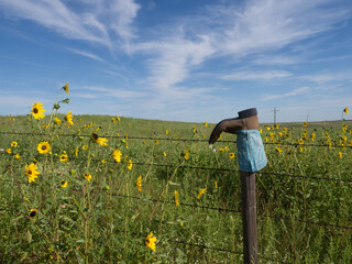 Blue and Brown Cowboy Boot on a Fence Post Surrounded by Sunflowers