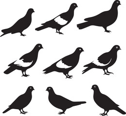 set of pigeon Black silhouette Vector on white background