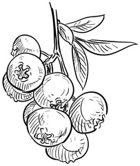 cranberry handdrawn illustration