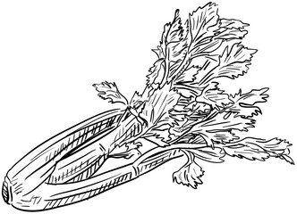 celery handdrawn illustration