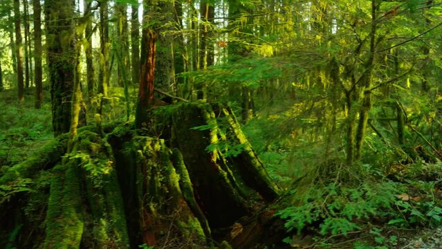 Moving through the lush green forest. Stunning Canadian nature.