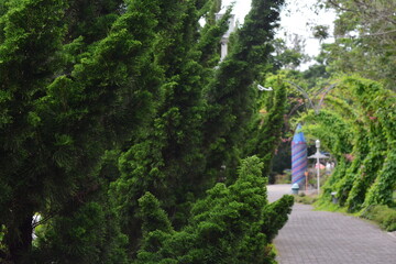 Fototapeta na wymiar photo of pine trees on the side of the road