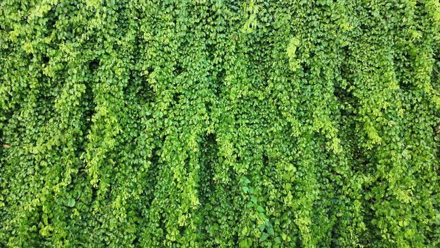 Wall of Green ivy leaves