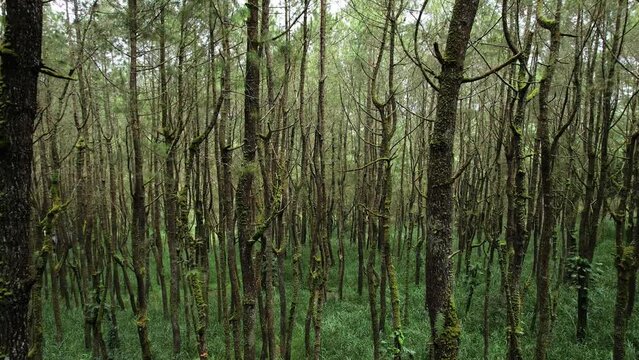 Flying through young pine forest, thin trunks and branches covered with moss, unusual view of nature at Bali upland, in Kintamani. This place looks different from usual jungle rain forest