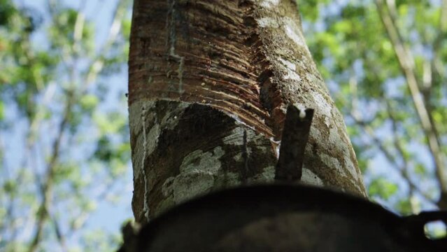 .Close up  Latex flows along the cut, then down the channel, it drops into the cup.Cloes up rubber latex drop from rubber tree.Cloes up rubber latex drop from rubber tree.