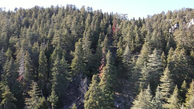 Aerial view of forest drone flying above the tops of pine trees, nature background images in high quality resolution