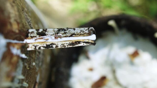 .Close up  Latex flows along the cut, then down the channel, it drops into the cup.Cloes up rubber latex drop from rubber tree.Cloes up rubber latex drop from rubber tree.