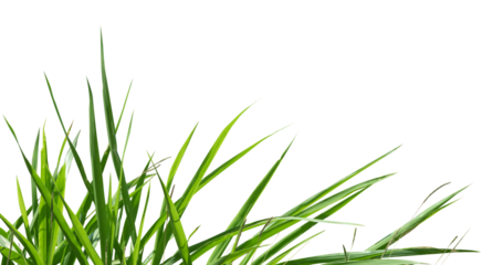 Fresh green grass border isolated