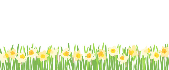 水仙-春ののどかな風景