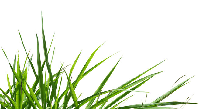 Fresh green grass border isolated