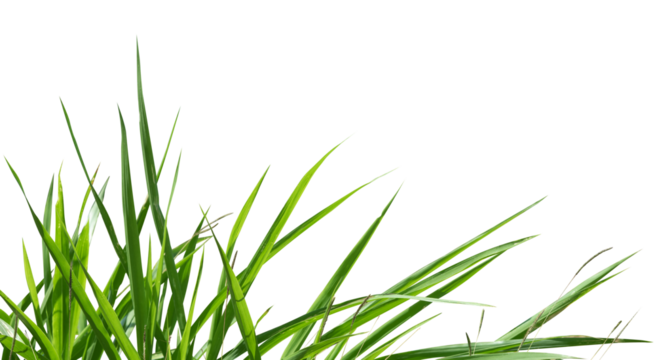 Fresh green grass border isolated