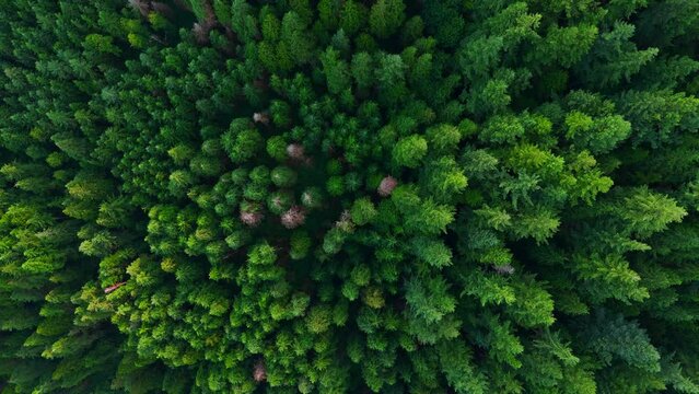 Top down view of the coniferous forest. Canada