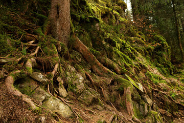 The trunk of a pine tree with a hollow and thick roots eroded by rainwater on inclined layers of rock. Close-up