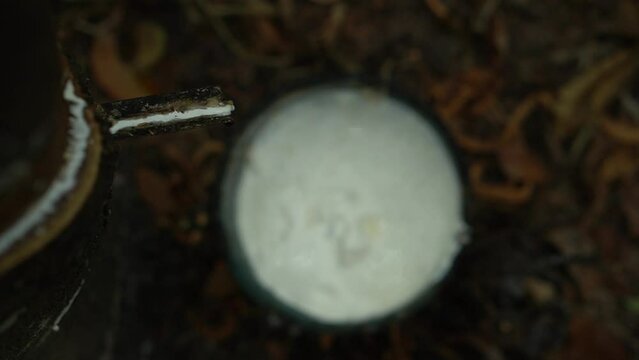 .Close up  Latex flows along the cut, then down the channel, it drops into the cup.Cloes up rubber latex drop from rubber tree.Cloes up rubber latex drop from rubber tree.