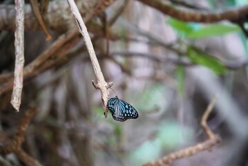 Butterfly on a Branch - Okinawa