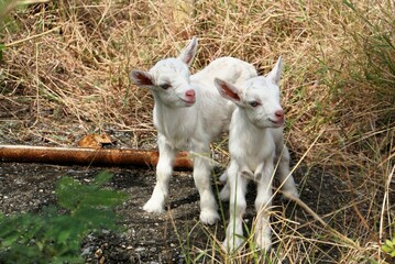 Two Baby Goats, Hateruma Island - Okinawa