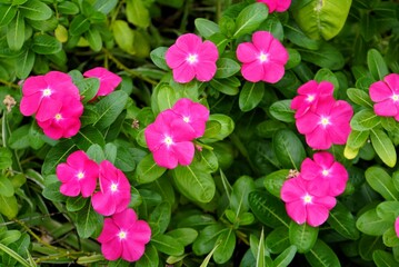 Pink flowers - Okinawa