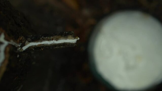.Close up  Latex flows along the cut, then down the channel, it drops into the cup.Cloes up rubber latex drop from rubber tree.Cloes up rubber latex drop from rubber tree.