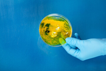 Hand in blue glove holding  petri dish with bacterium . Microbiology sience