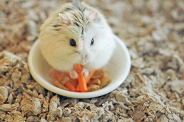 Roboroski hamster is eating pellets on a food bowl