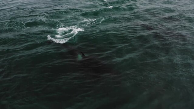 A pod of killer whales swim and hunt prey. Surfacing from underwater. Aerial photography at low altitudes.