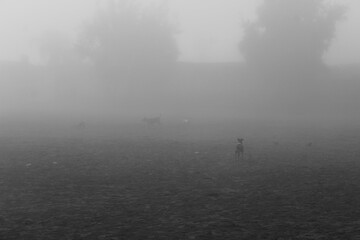 Perritos entre la espesa neblina