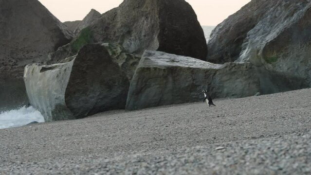 Fiordland Crested Penguin, Tawaki Running On The Pebbled Shore Of Monro Beach At Sunrise In New Zealand. Tracking Shot 