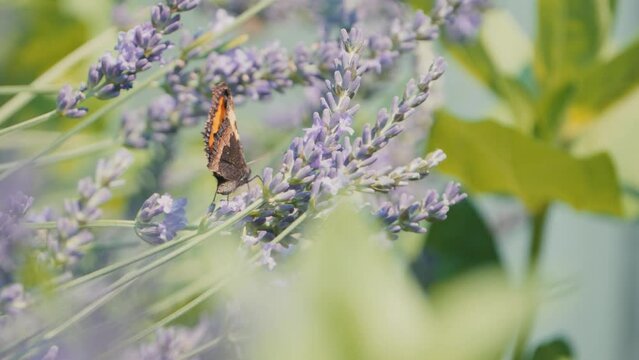 Experience the enchanting beauty of an Aglais urticae, a Small Tortoiseshell butterfly, gracefully fluttering on lavender blooms, surrounded by a captivating bokeh background.