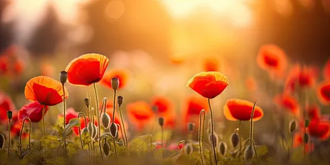 Fototapeten Colorful spring summer landscape with red poppy flowers in meadow in nature glow in sun. Selective focus, shallow depth of field © Creative Canvas