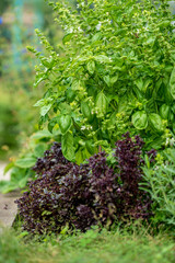 organic basil in the garden
