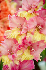 bouquet of gladioli in the vase