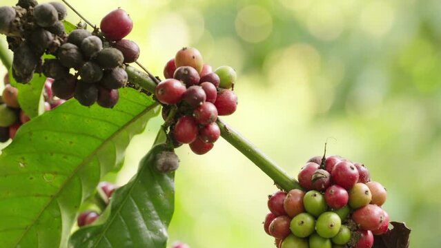 dolly, closeup robusta coffee beans growing on organic tree on tropical field