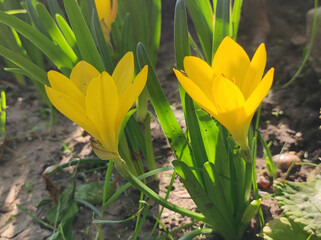 yellow blooming crocuses in sunlight