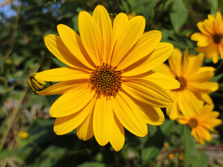 blooming Jerusalem artichoke in sunlight
